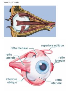 muscolioculari