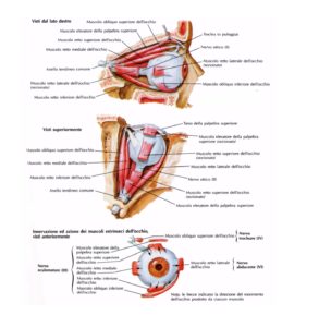 muscolioculari2