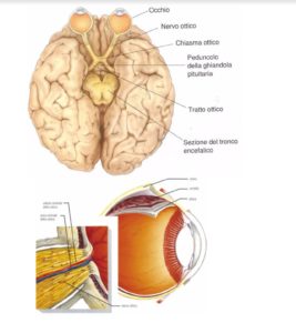 nervo_ottico