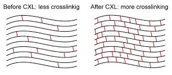 foto-cross-linking-1